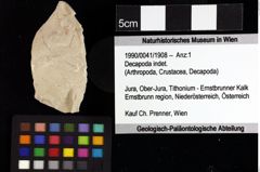 Foto (Objket + Etiketten) von Goniodromites sp. 